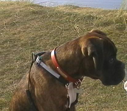 Bruno