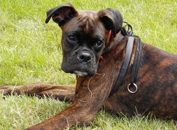 Bruno