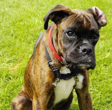 Bruno