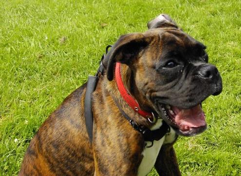 Bruno