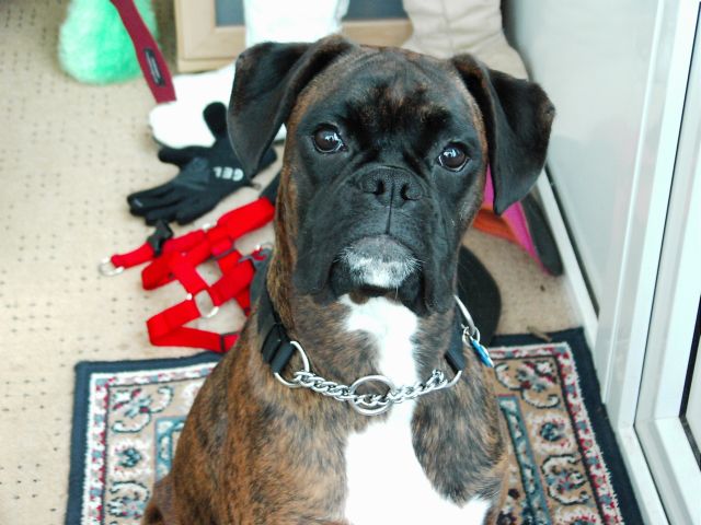 Bruno