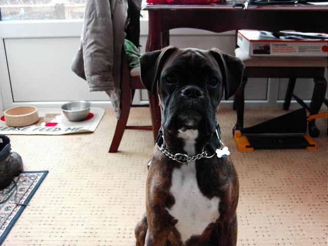 Bruno