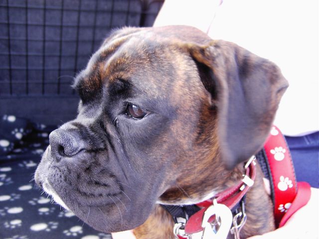 Bruno