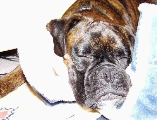 Bruno