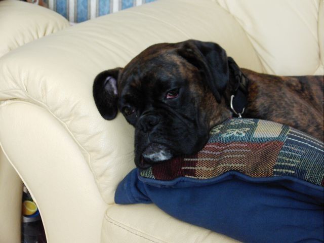 Bruno