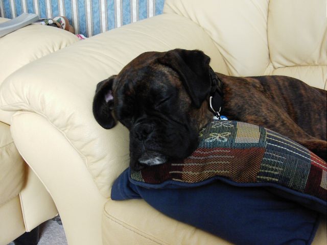 Bruno