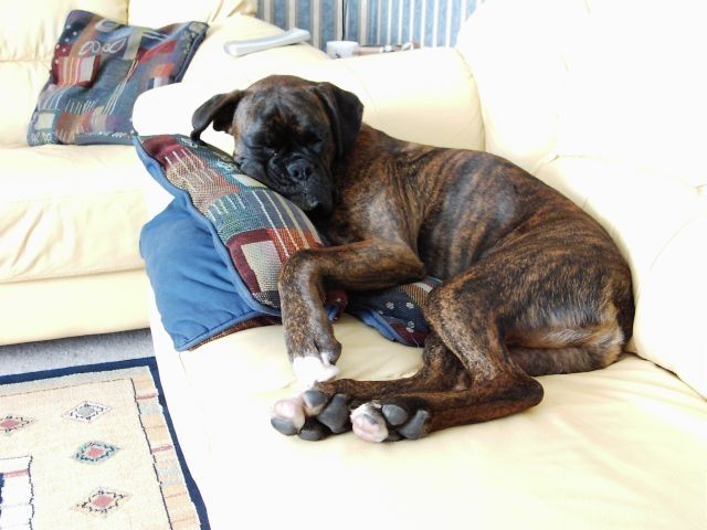 Bruno
