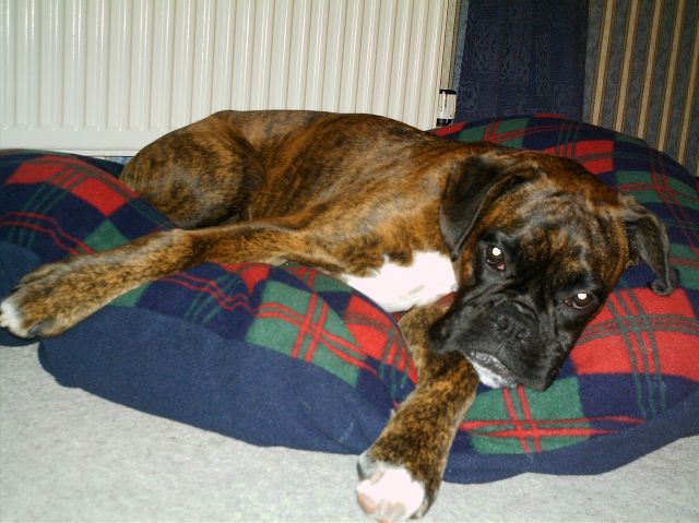 Bruno