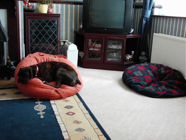 Bruno