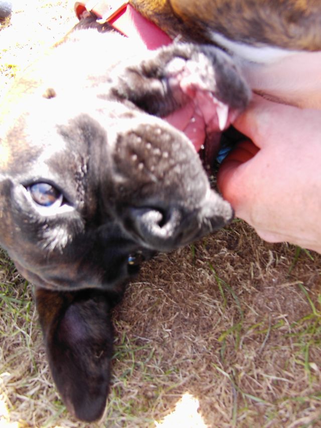 Bruno