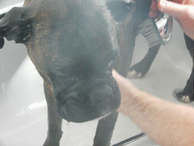 Bruno