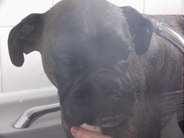 Bruno