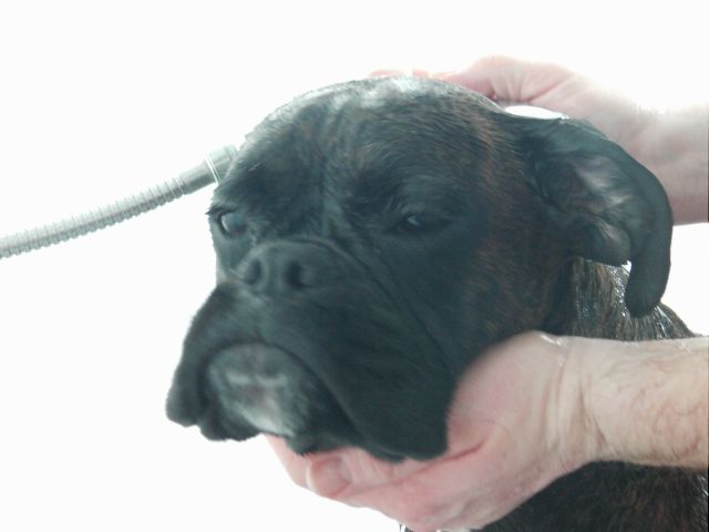 Bruno