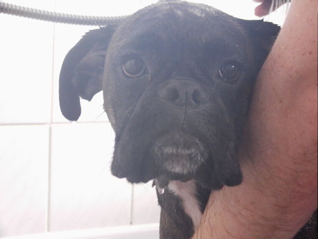 Bruno