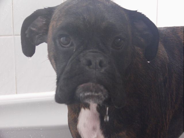 Bruno