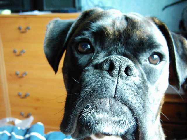 Bruno