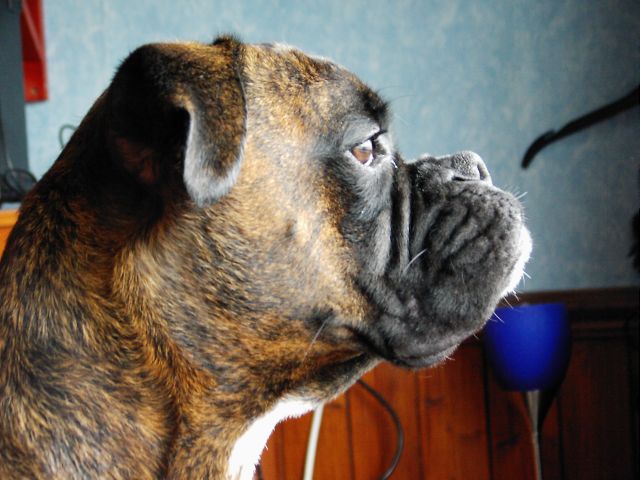Bruno