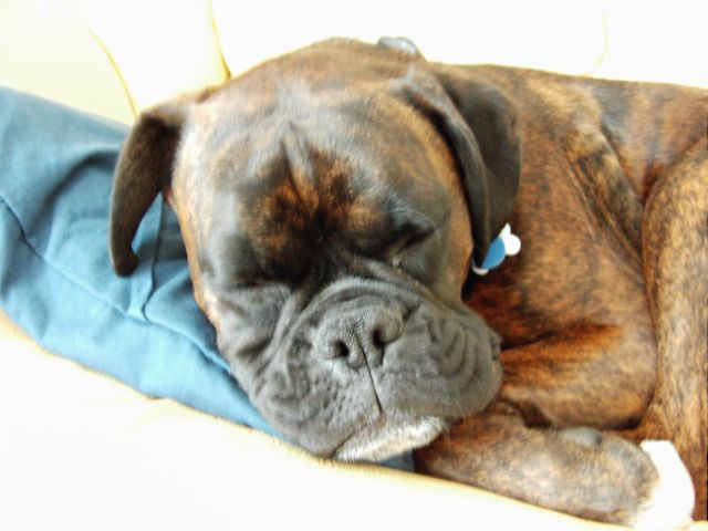 Bruno