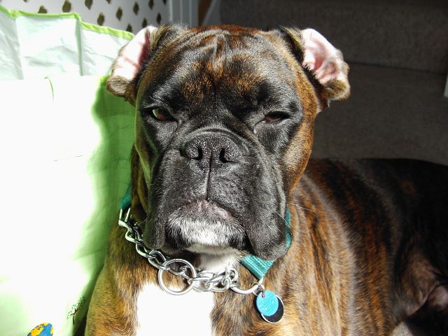 Bruno