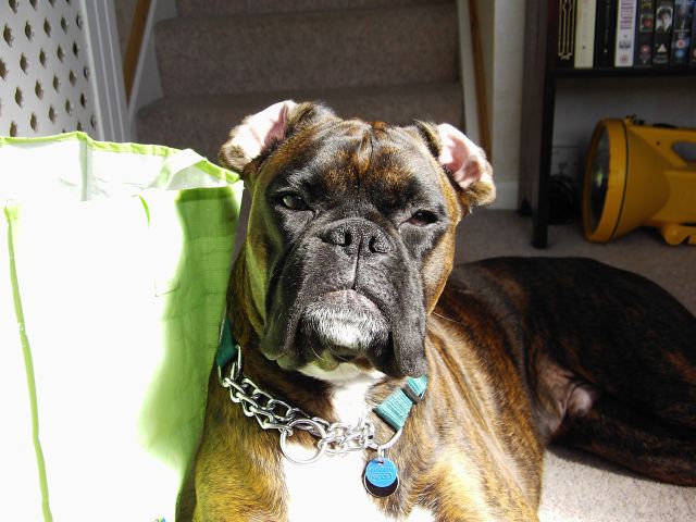 Bruno