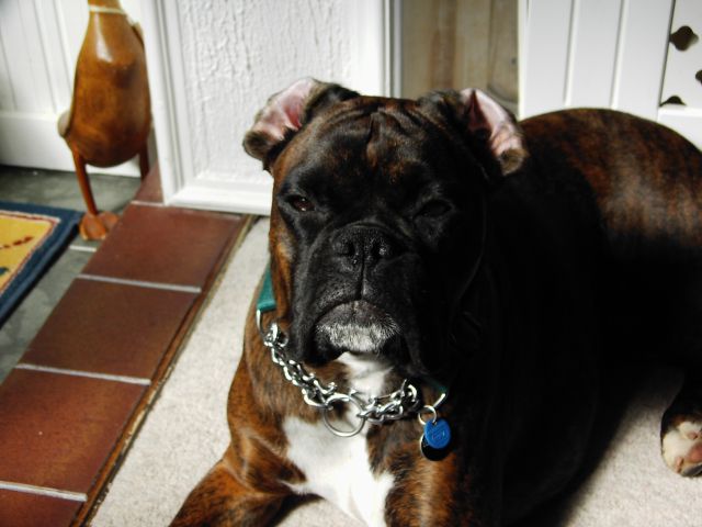 Bruno