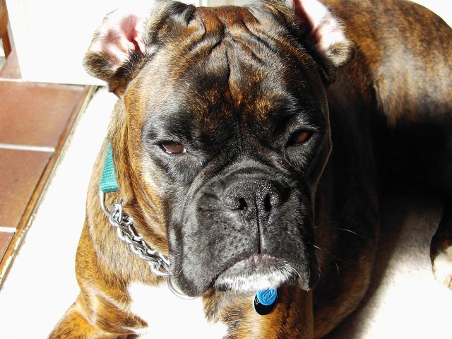 Bruno