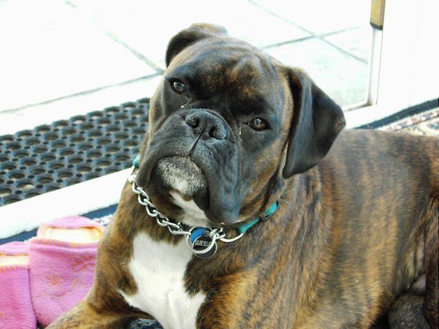 Bruno