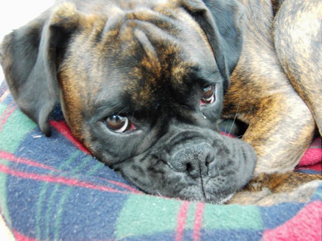 Bruno