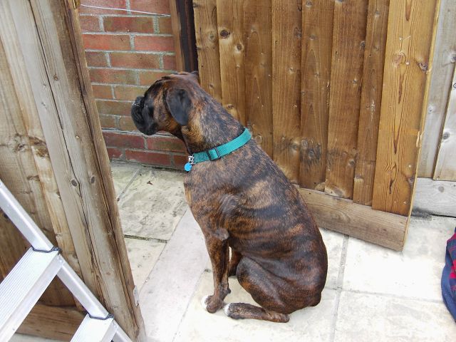 Bruno