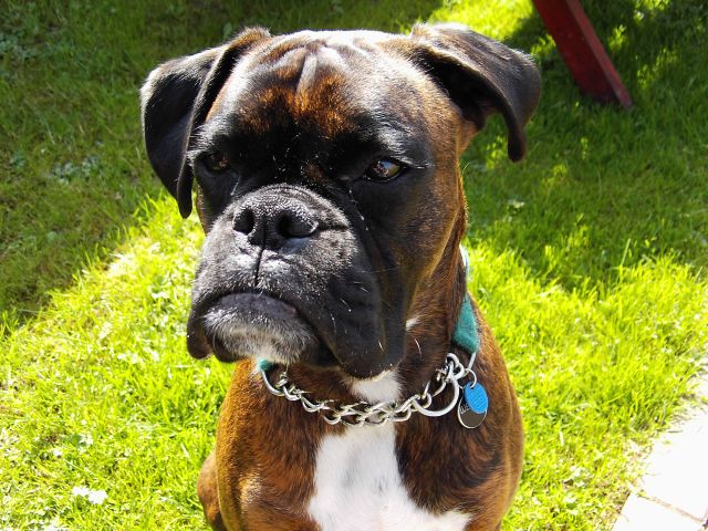 Bruno