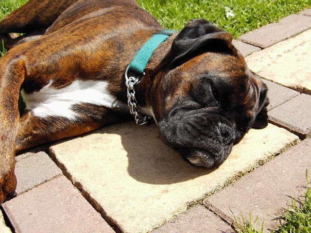 Bruno