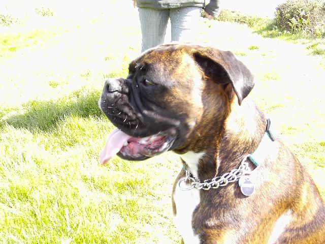 Bruno
