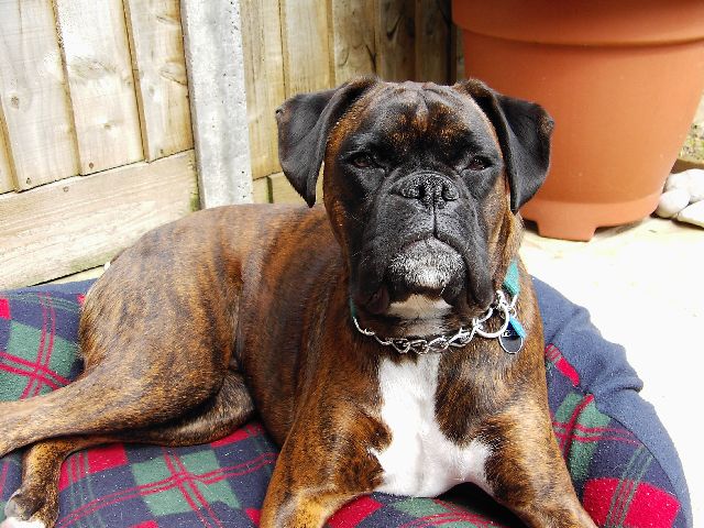 Bruno
