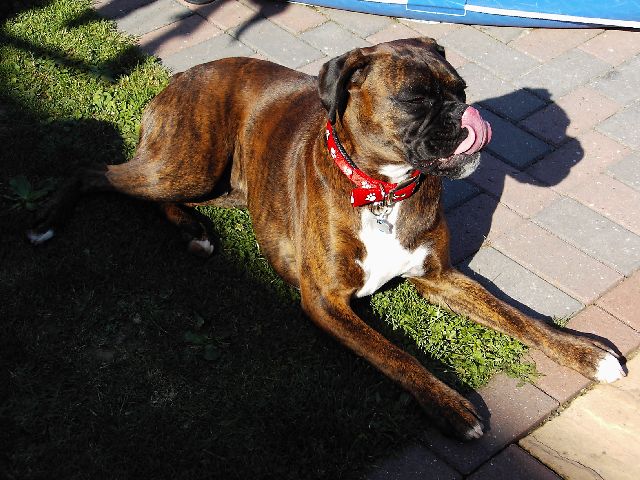 Bruno