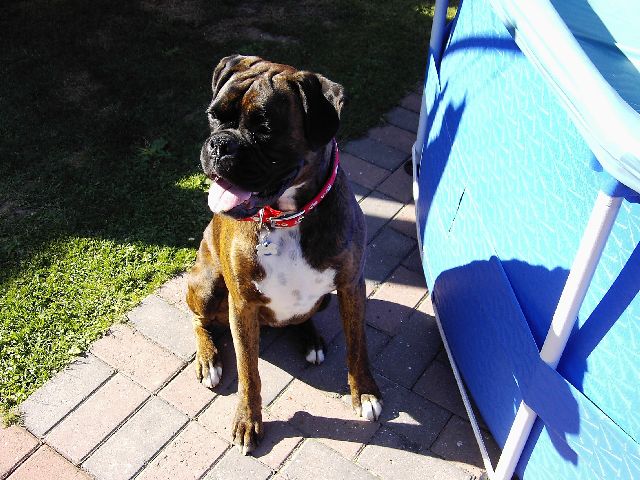 Bruno