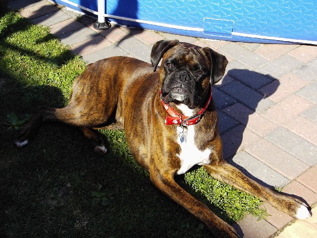 Bruno