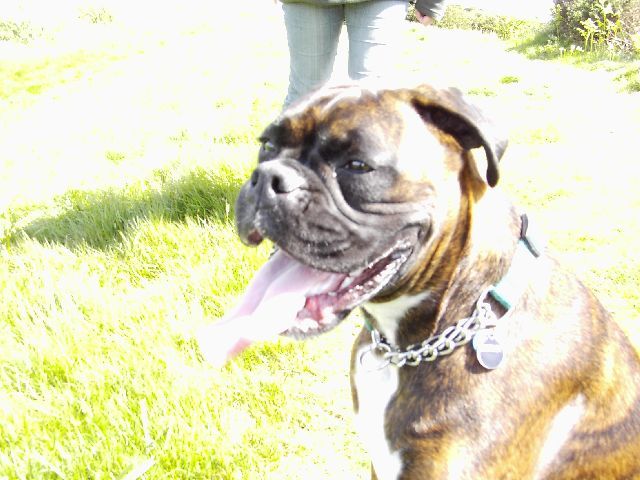 Bruno