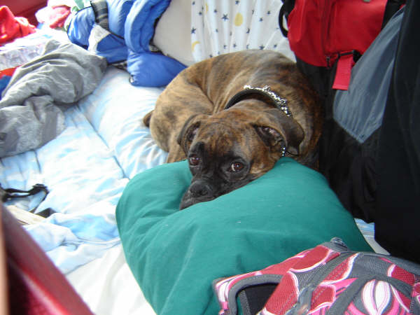 bruno
