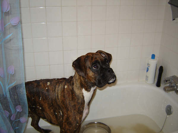 bruno
