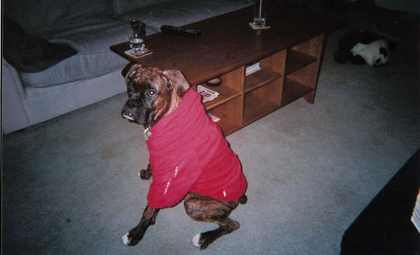 bruno