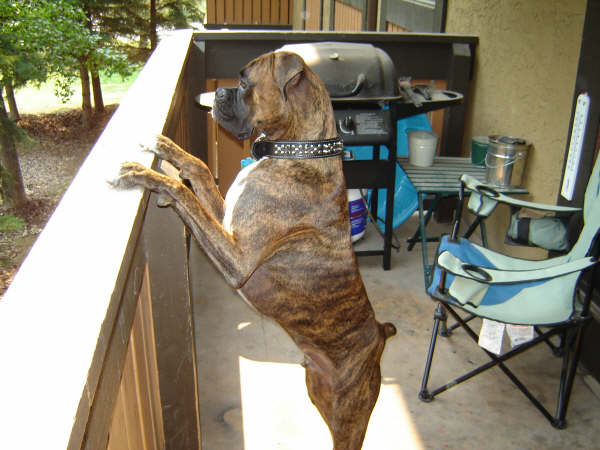 bruno