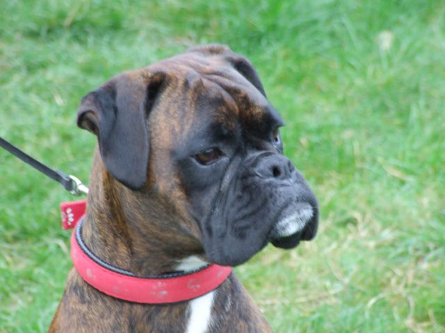Bruno