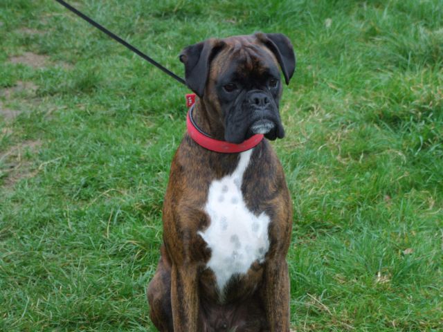 Bruno