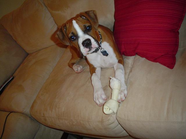 Bruno