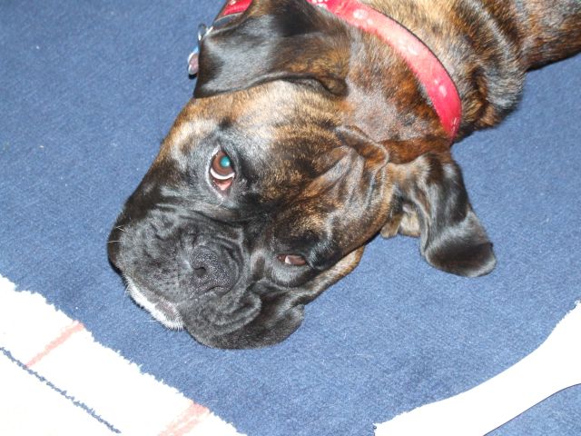 Bruno