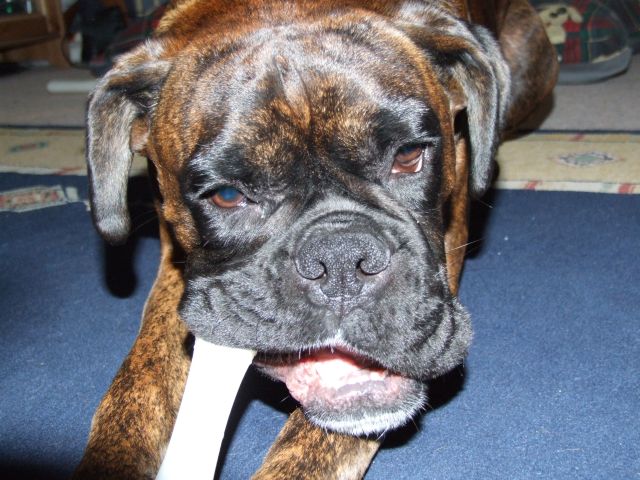 Bruno