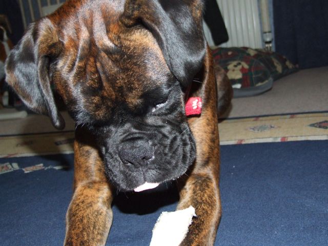Bruno