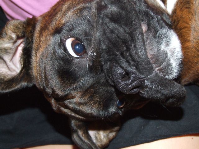 Bruno
