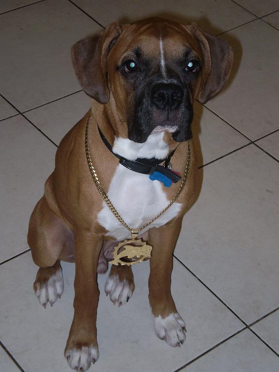 Bruno