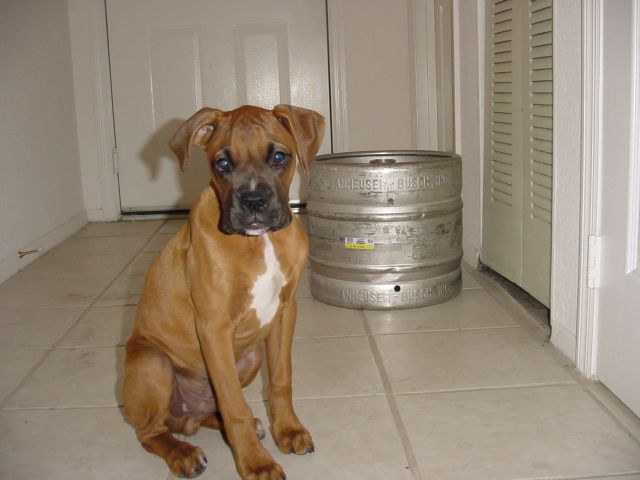 bruno1